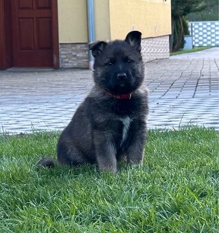 Nemecký ovčiak - NO- Fenky Nemeckého ovčiaka - 4