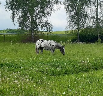Appaloosa - 4