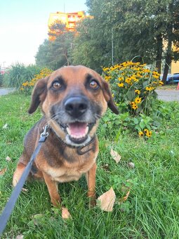 Stráženie psíkov P&M | Košice - 4