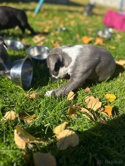 Šteniatka staforda - 4