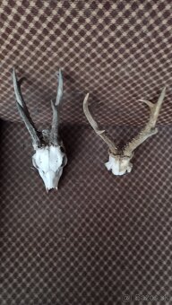 Predám srnčie trofeje parožie, zhody, srnčie. - 4