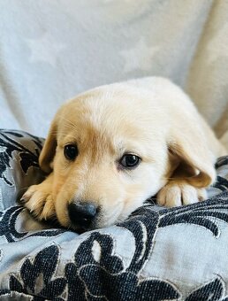 štěňata labrador a – připravena k odběru - 4