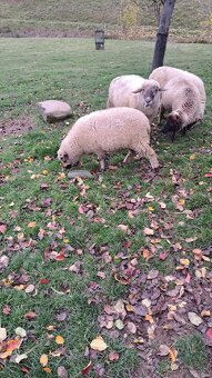 Predám jahnicky - 4