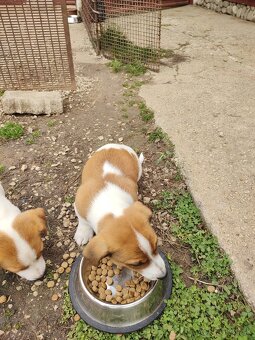 predám Jacky Russel Terier - 4