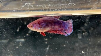 Bojovnica pestrá - betta splendens - 4