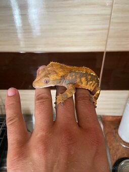 Pagekon riasnaty - 4