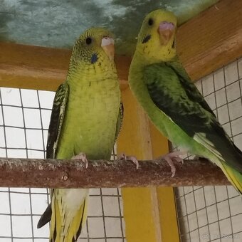 Andulky blackwing - 4