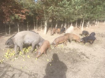 Mangalicia a durok - 4