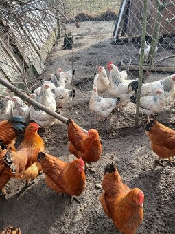 Predám nasadove vajcia Hempsir - 4