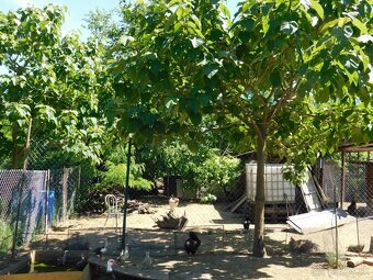 PAULOWNIA - 4