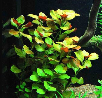 Akvarijne rastliny mix 7 druhov +7krevetiek - 4