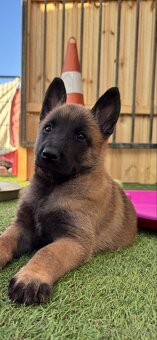 Belgický ovčiak - Malinois - 4