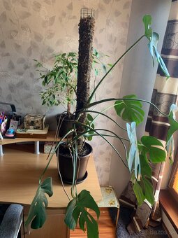 Monstera deliciosa - 4