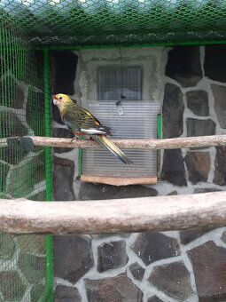 Penant červená straka - 4