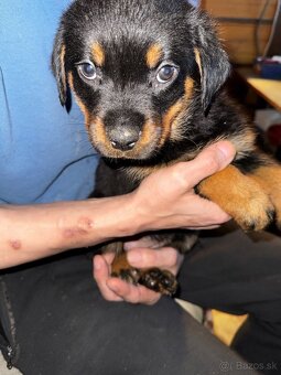 🖤 Rotvajler- Štěňátka Bez PP 🖤 - 4