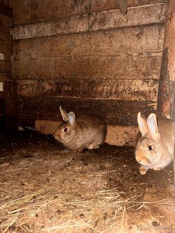 Burgundský X VSS - 4