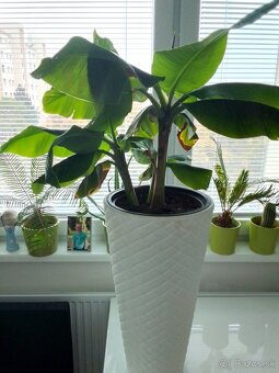 Slonia noha bananovnik kavovnik zamiokulkas fikus yuka - 4