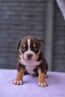 American bully s PP - 4