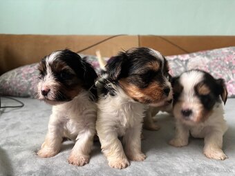 Biewer yorkshire terier - 4