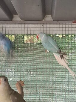 Alexander maly hch - 4