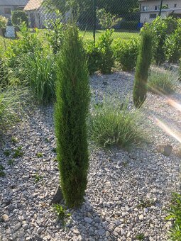 Predám stĺpovité cyprušteky – Cyprus Totem - 4