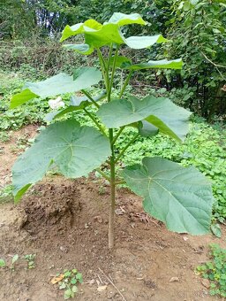 Paulovnia sadenice - 4