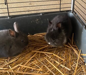 Trpaslíčie králiky - 4