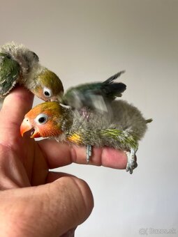 AGAPORNIS FISHER Maznačik-krotký - 4