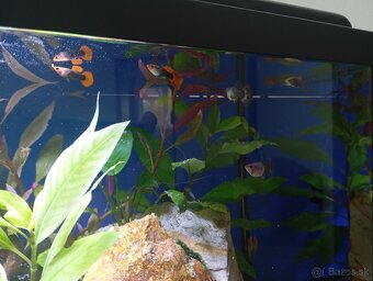 Akvarium 65l zabehnuté. - 4