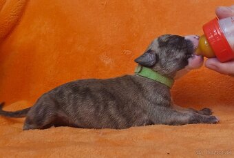 Whippet s PP - 4