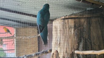 Kakariky - 4
