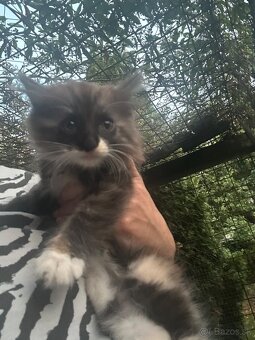 Nórske lesné mačiatka - 4