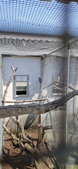 Aratinga ,Alexandre, Kralovsky - 4