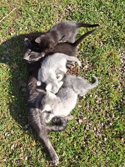 Darujem mačiatka - 4