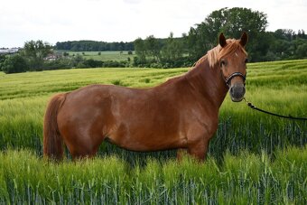 Charakterní klisna Welsh Cob - 4