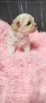 Predám maltezak - 4