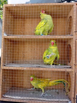 Predám Alexander malý - 4