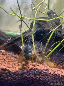 SÚRNE DARUJEM CICHLIDY MINI PARROT - 4