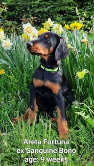 DOBERMANN šteniatka s P.P. - 4