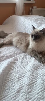 Ragdoll mačiatka, mačka - 4