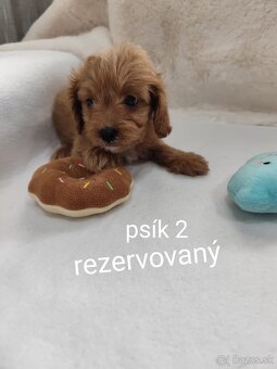 Cavapoo - 4