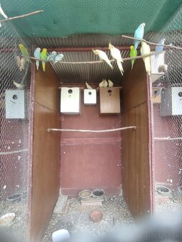 Korela, korely - 4