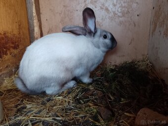 Predám 6-7 mesačné králiky - 4
