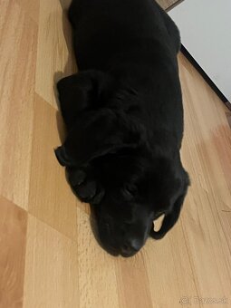 Šteniatka tatranskeho duriča - 4