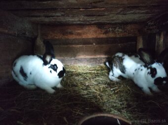 Strakaté králiky - 4