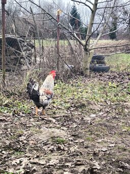 Kohúty Cream Legbar - 4