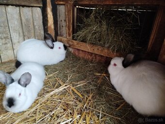 Kalifornský králik - 4