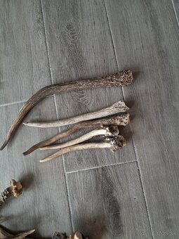 Parohy, trofej, parozie, trofeje - 4