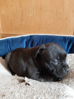 Stafordšírsky bulteriér - 4