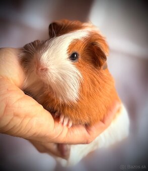 Sheltie nádherný samček morské prasiatko - 4